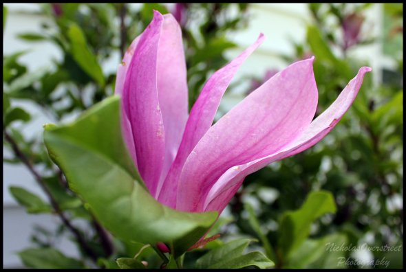 Magnolia