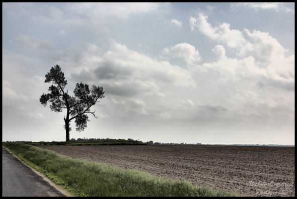 Solitary