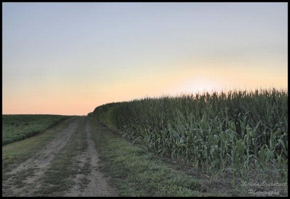 Maize