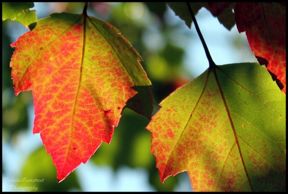 Autumn