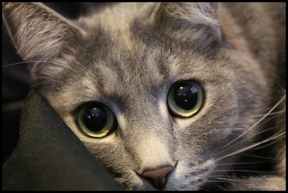 Grayie