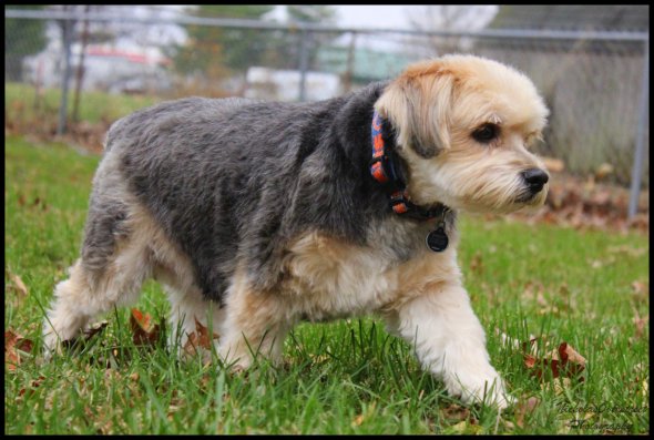 Bandit